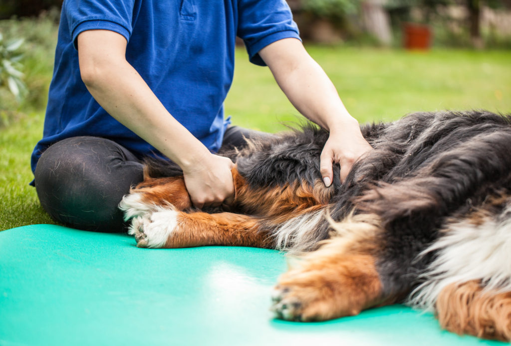 fisioterapia per l’artrosi nel cane