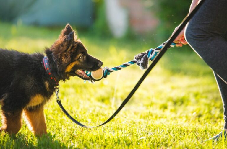 scuola per cani