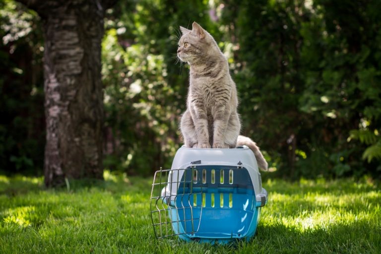 Gatto Gatto