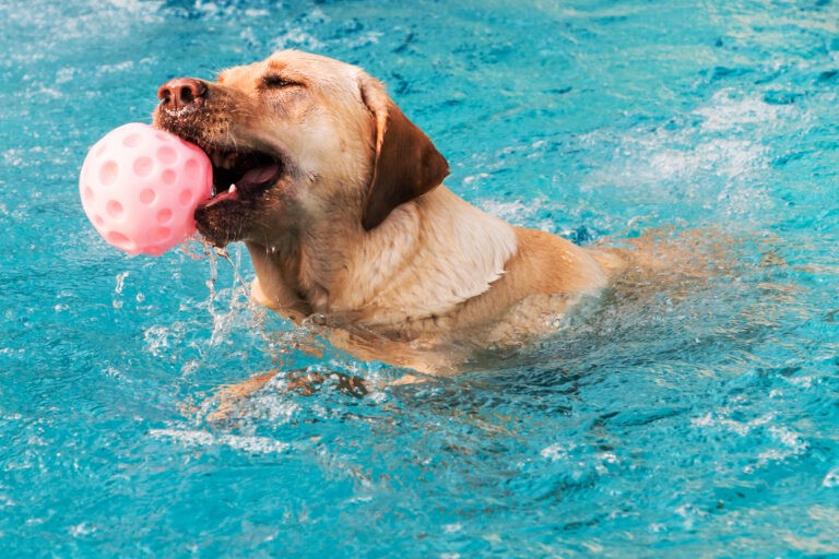 piscine per cani