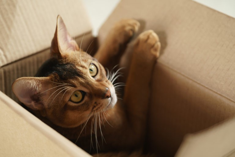 Gatti traslocare con il gatto