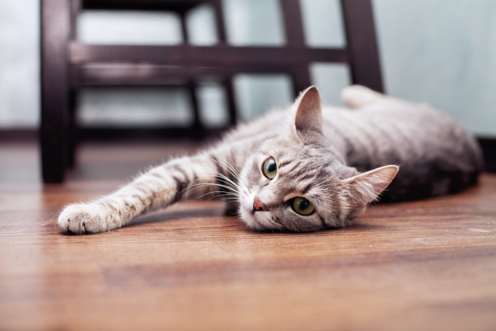 Gatto Gatto