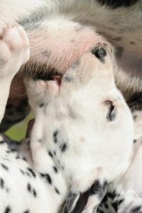 Puppy Puppy