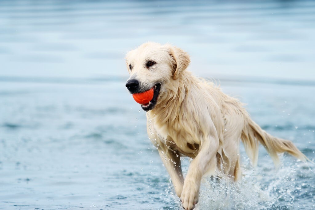 Cane acqua