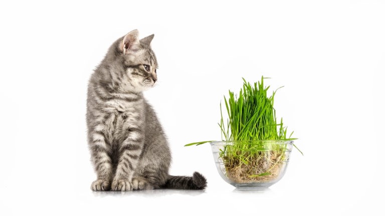 Gatto Gatto