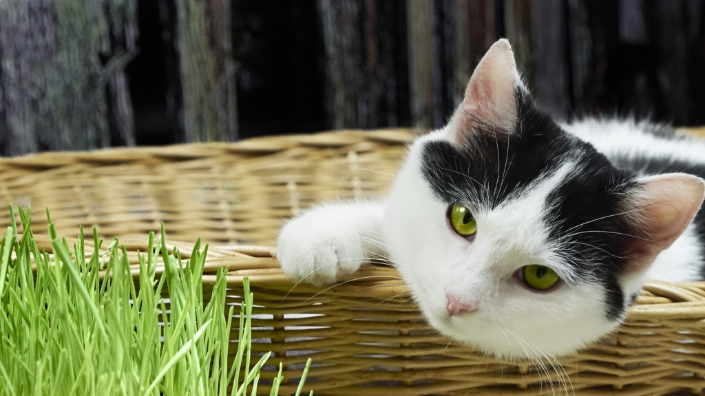 Gatto Gatto