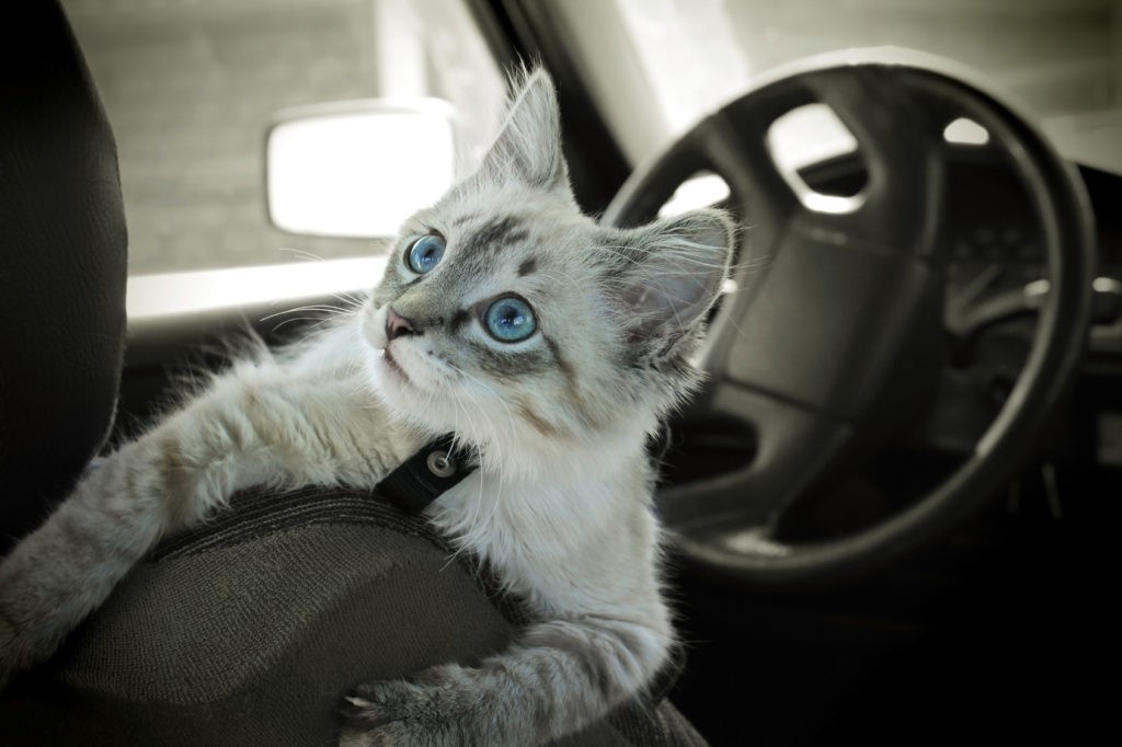 gatto in auto