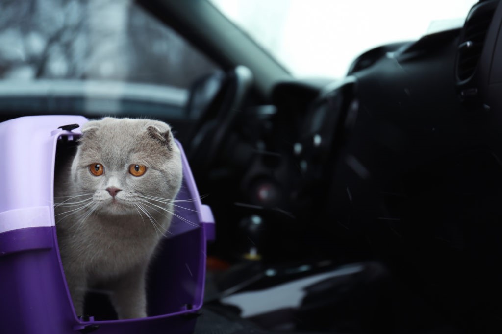 Gatto Gatto
