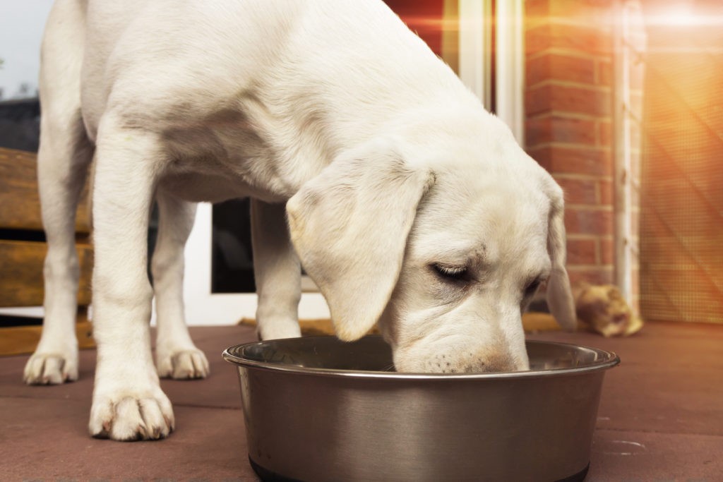 Cane mangiando