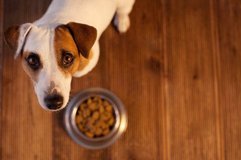 alimenti ipoallergenici per cani