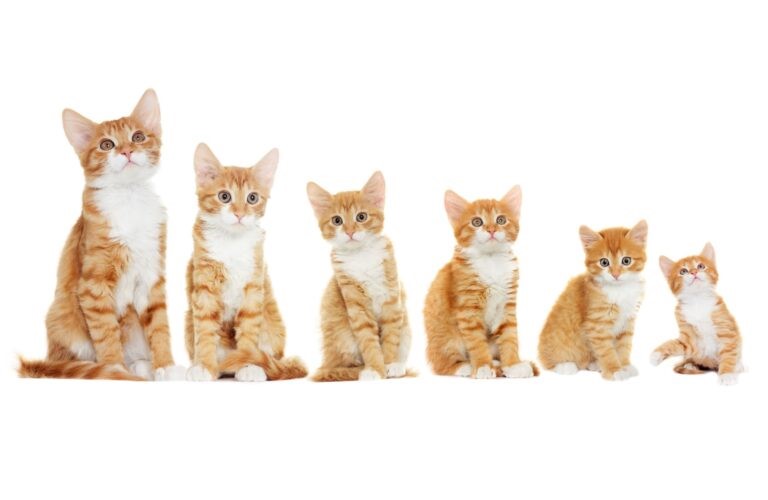Gattini fasi crescita del gatto