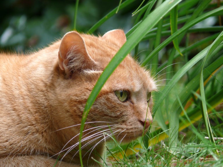 Gatto Gatto