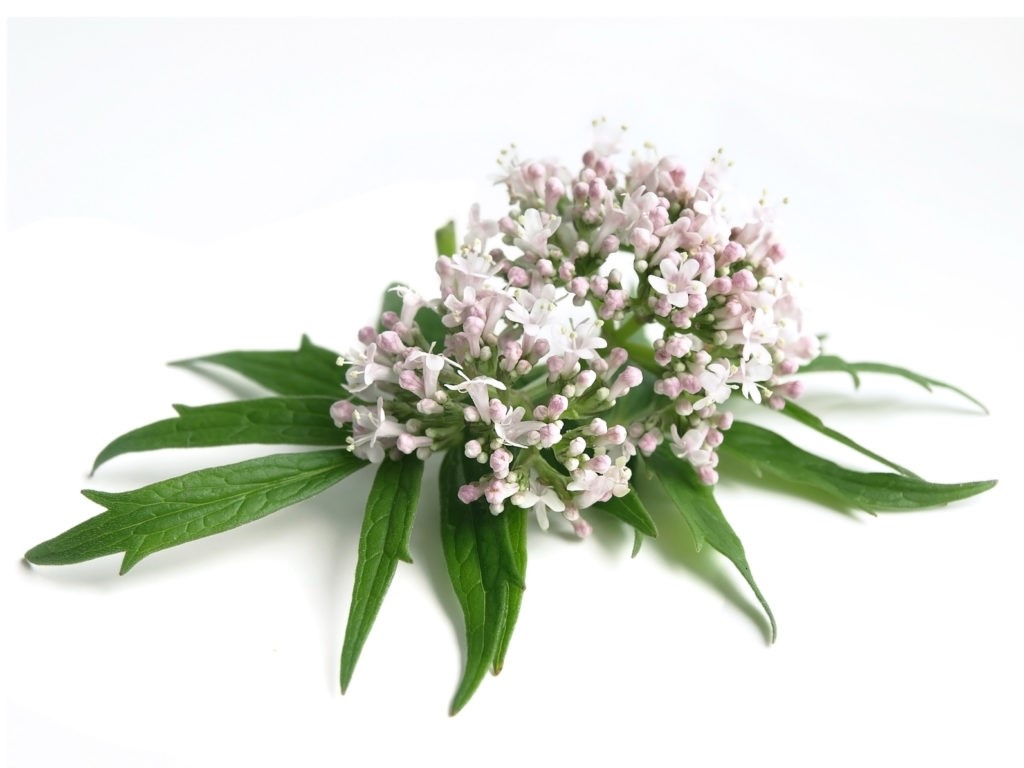Valeriana Valeriana