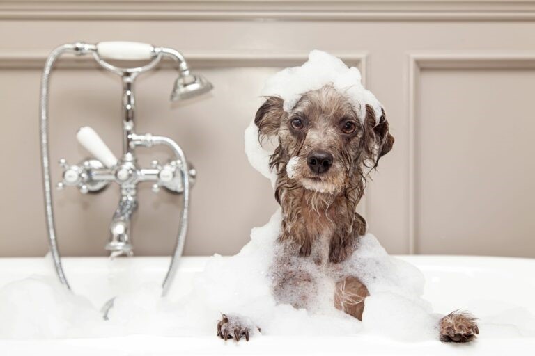 Il modo giusto di fare il bagno al cane | Magazine zooplus
