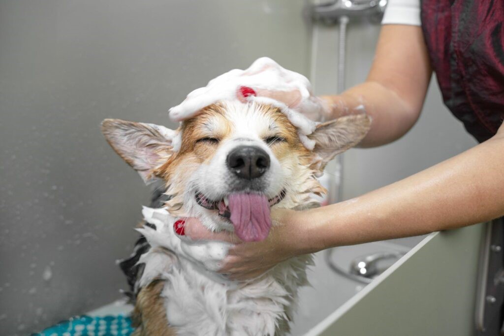 Cane bagno Cane bagno