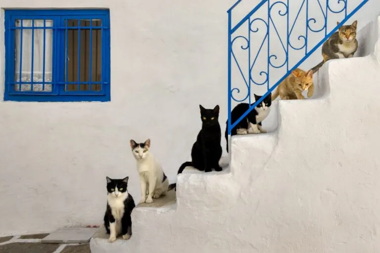 Crescita dei gatti