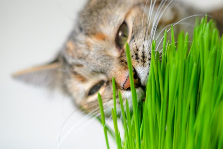 Come scegliere l'erba gatta