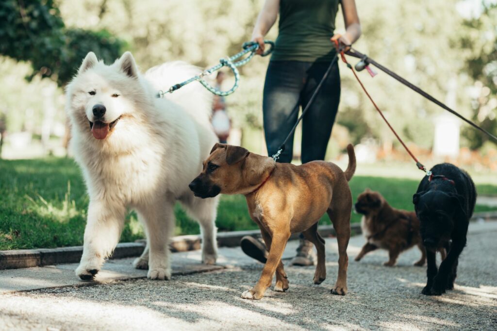 Doggy sitter new arrivals