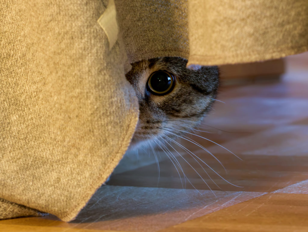 gatto ha paura e si nasconde