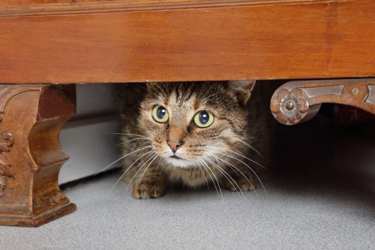 chat tigré brun marron tabby effrayé sous un meuble dans maiso