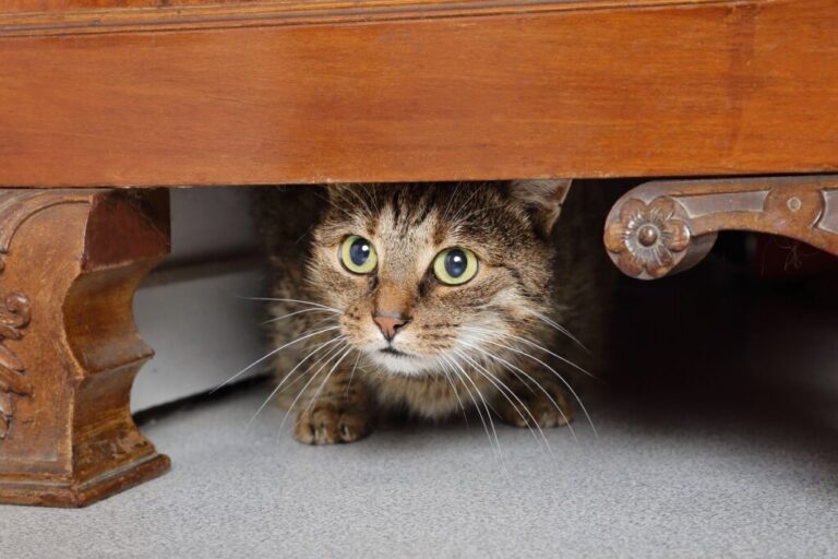 chat tigré brun marron tabby effrayé sous un meuble dans maiso chat tigré brun marron tabby effrayé sous un meuble dans maiso