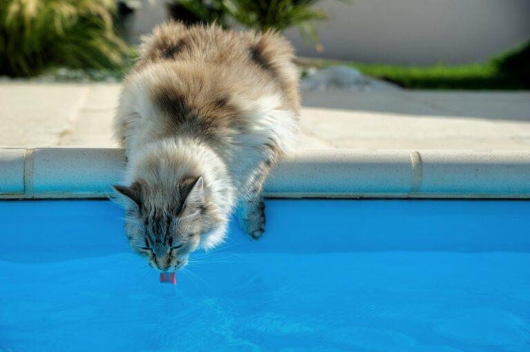 Gatto Gatto