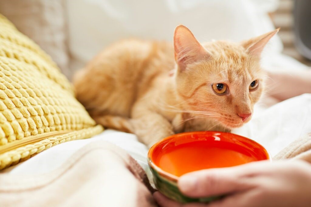 Gatto