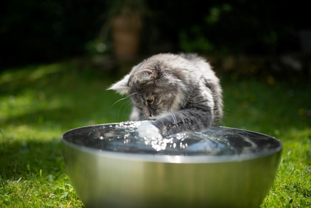Gatto Gatto