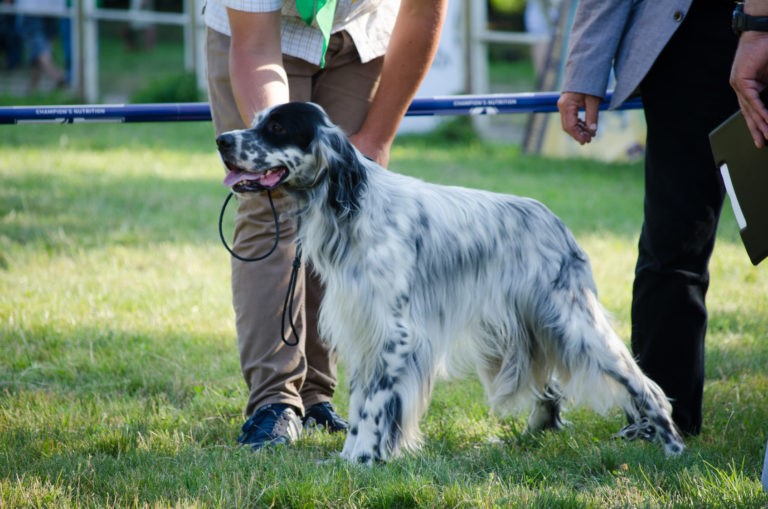 English setter