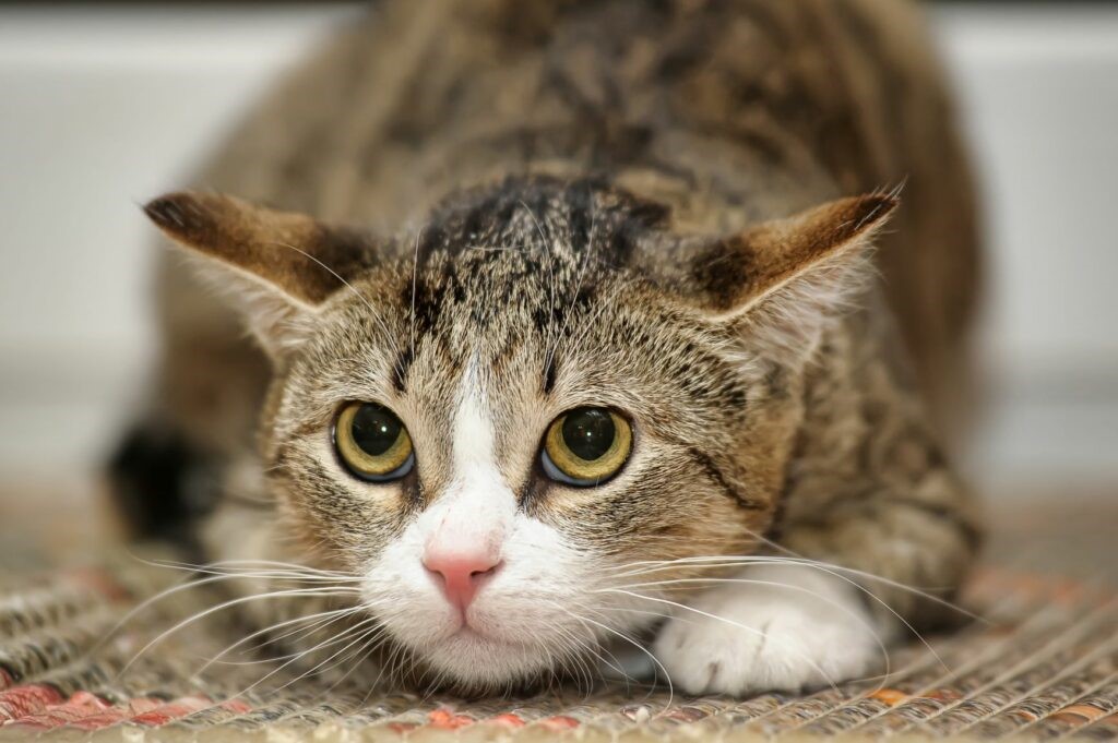 Gatto Gatto
