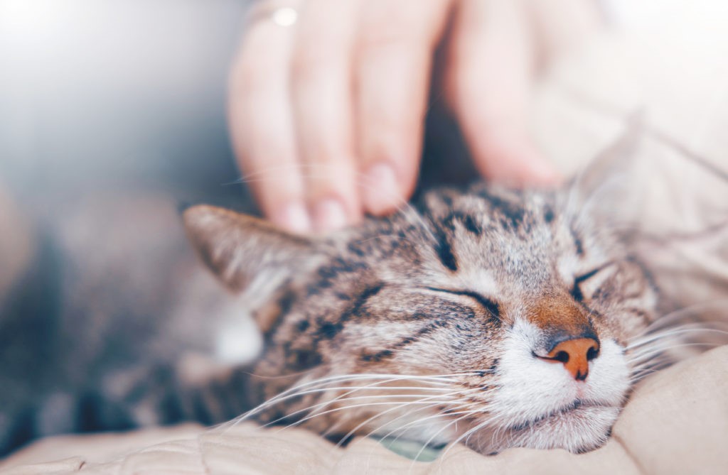 Gatto GAtto