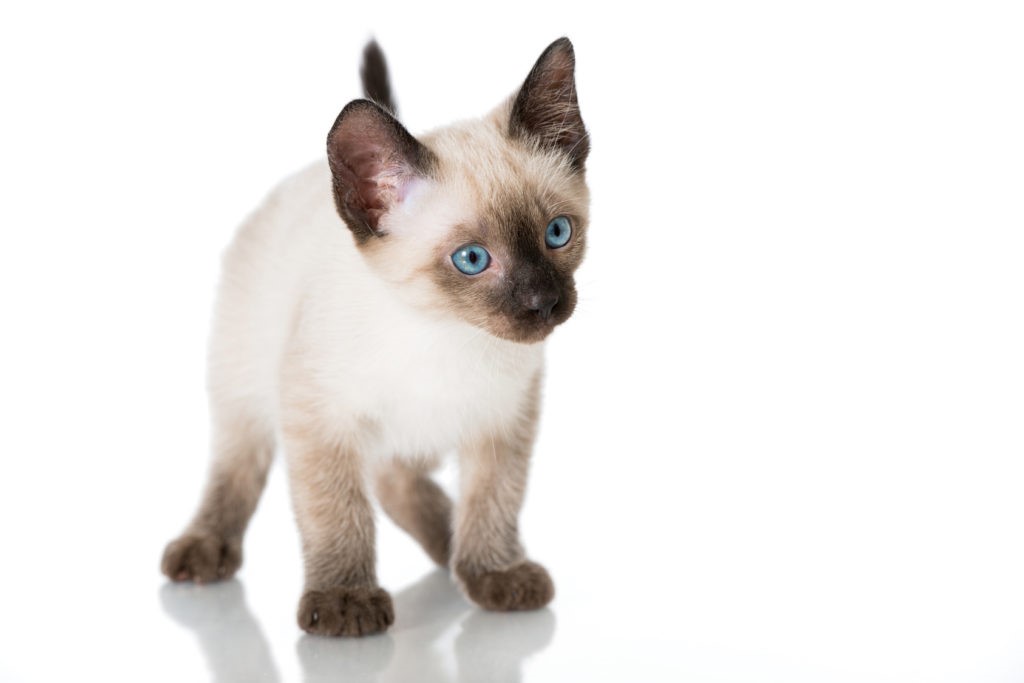 Gattino Gattino