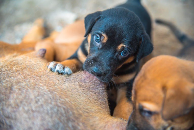 la nascita dei cuccioli