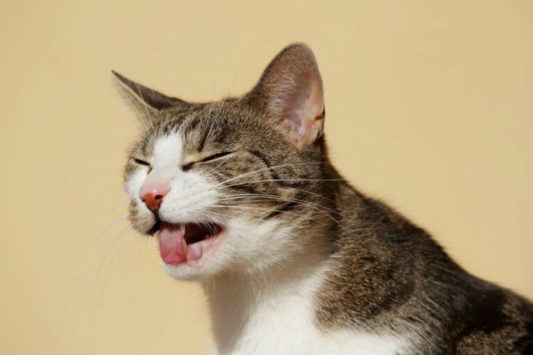 Gatto Gatto