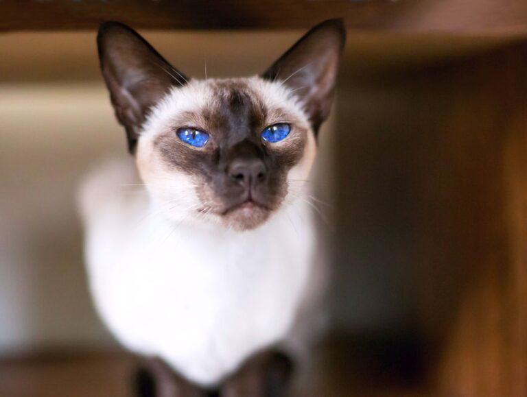 Gatto Siamese