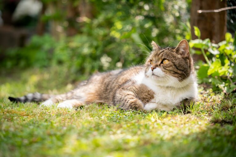 gatto in giardino durante estate
