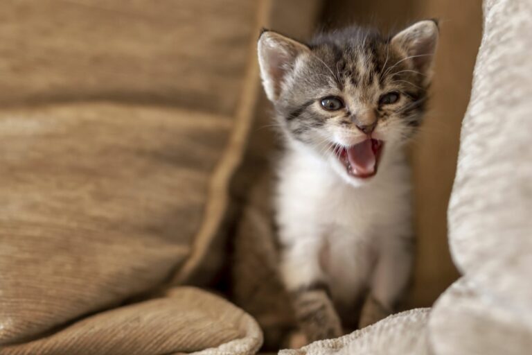 kitten-miaut-nachts-768×512 kitten-miaut-nachts-768×512