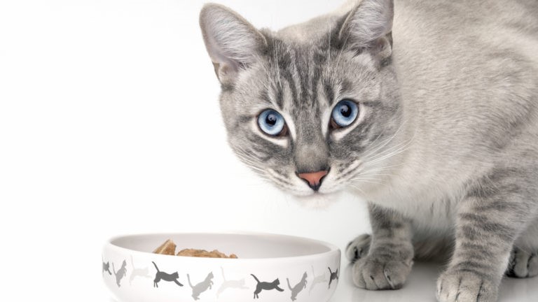 alimentazione gatto adulto