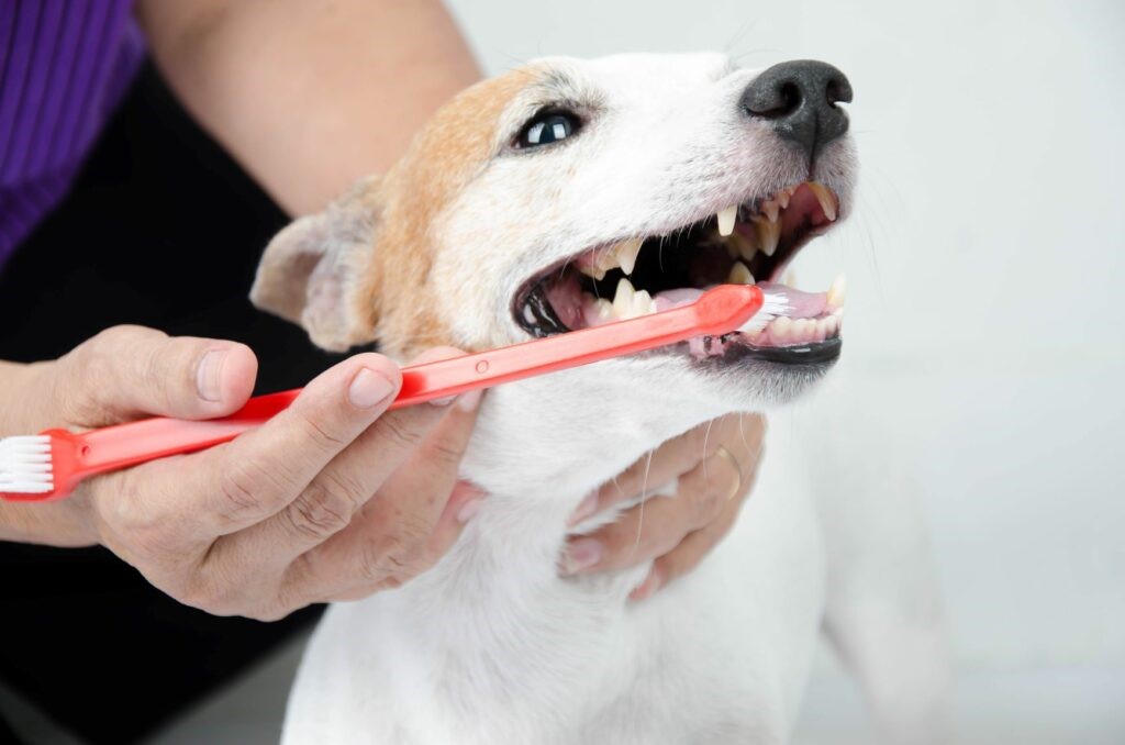 Cane Cane