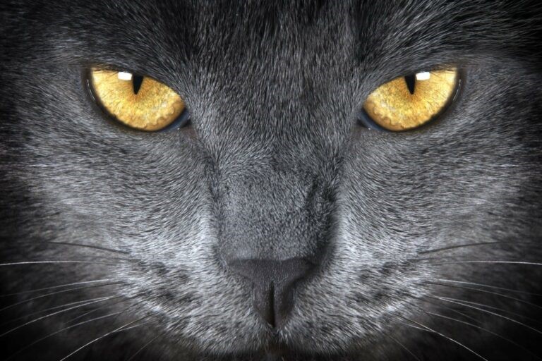 Gatto che cosa vedono i gatti