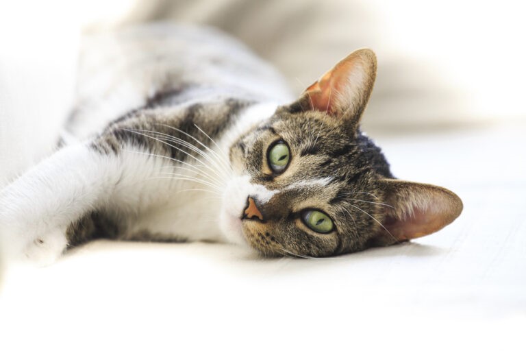 Gatto le allergie nel gatto