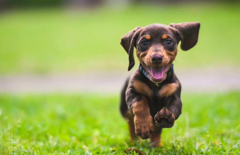 adottare un cucciolo di cane