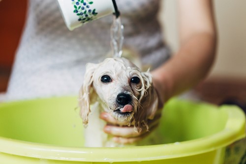 fare il bagno ad un cucciolo di cane