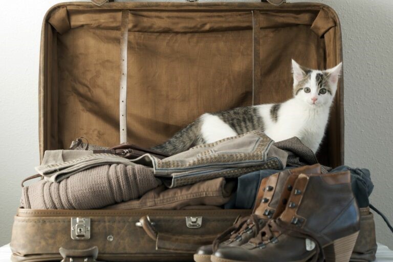 Gatto in vacanza senza il gatto