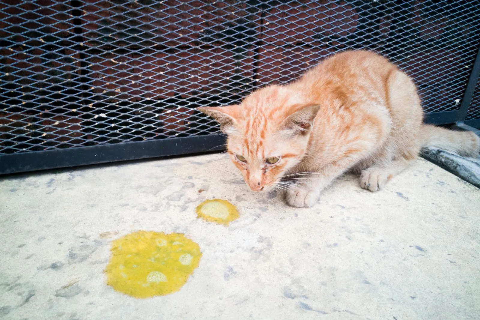 gatto vomita liquido trasparente e non mangia Vomito nel gatto: cause, trattamento e consigli