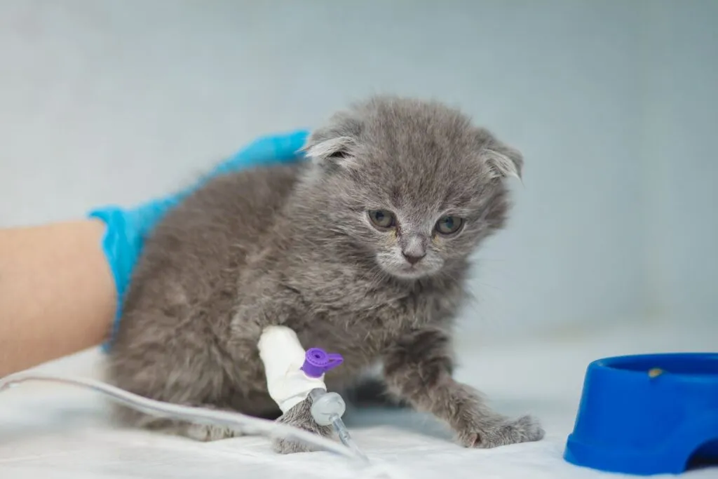 Gattino che rischia la disidratazione più velocemente rispetto ai gatti adulti dopo episodi di vomito.