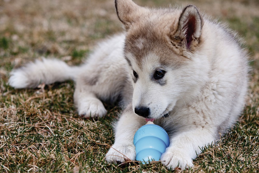 Spielzeug cucciolo con gioco kong