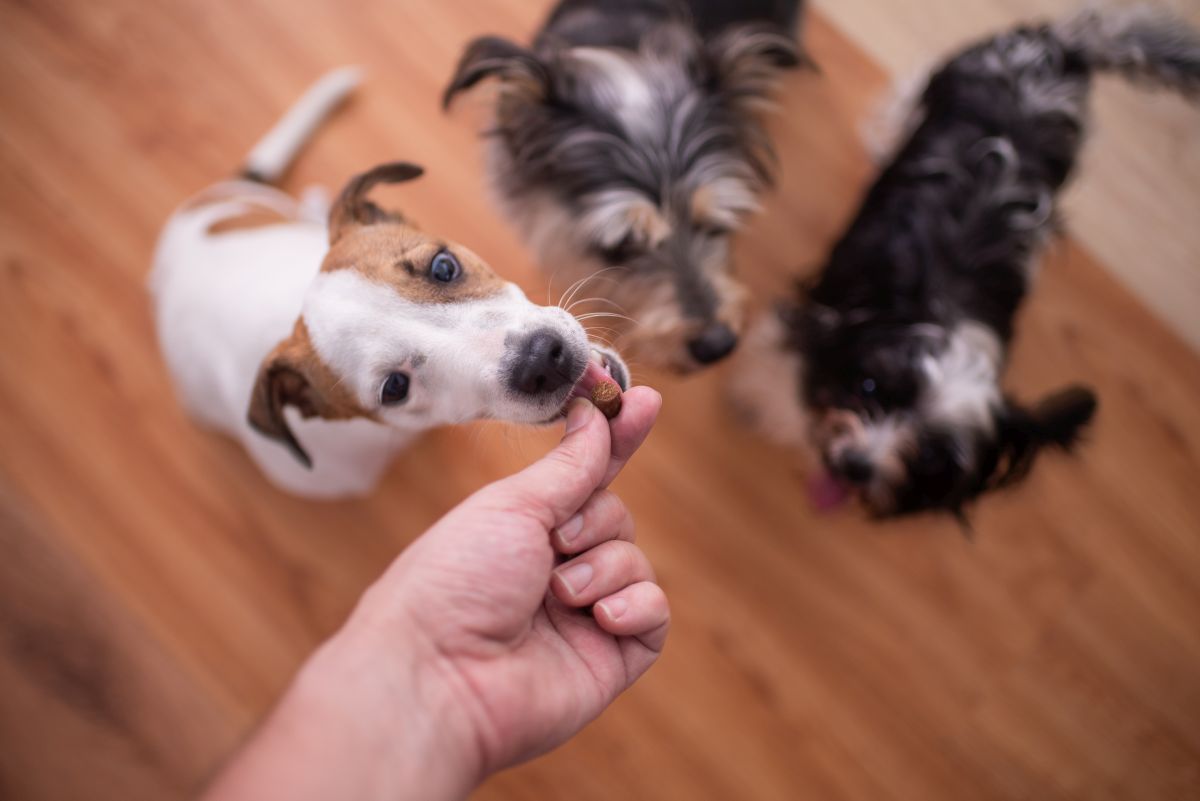 cucciolo cane mangia snack