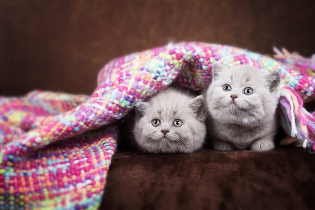Gatto Gatto