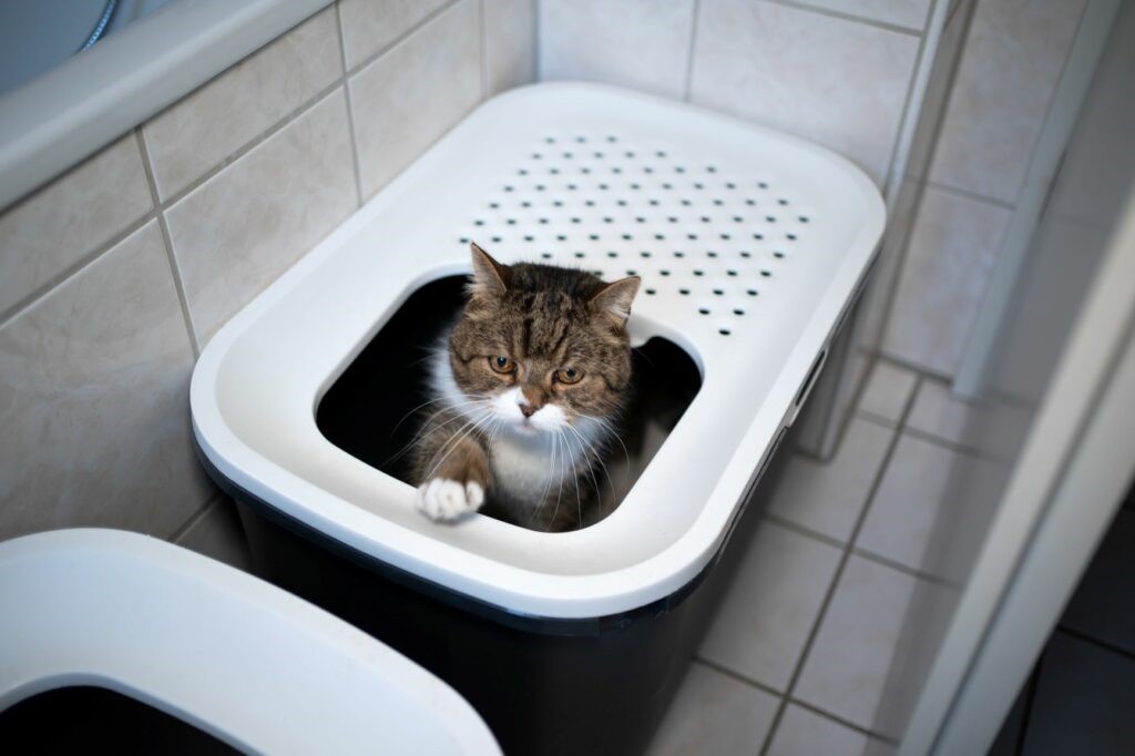 Gatto Gatto
